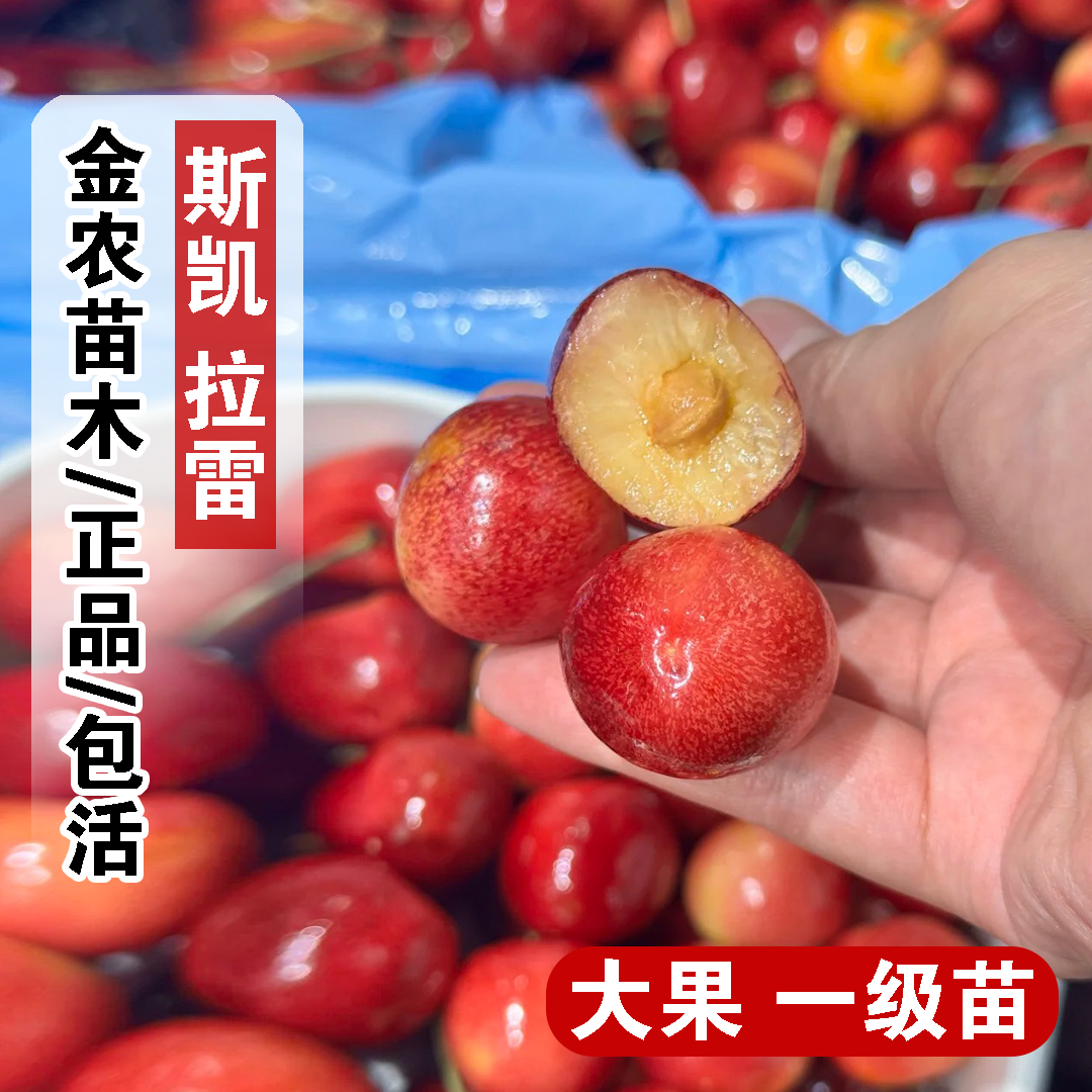 嫁接斯凯拉雷车厘子苗天空之城黄金车里子树苗Skylar Rae大樱桃苗