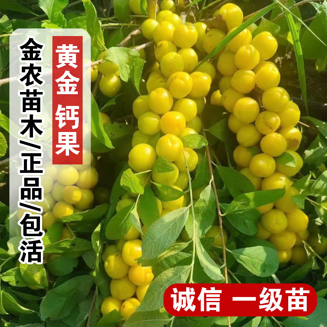 黄金钙果树苗嫁接中华黄欧李树苗樱桃树苖盆栽庭院地栽南北方种植,鲜花速递/花卉仿真/绿植园艺,果树,淘宝优惠券,粉丝福利购,淘宝优惠卷