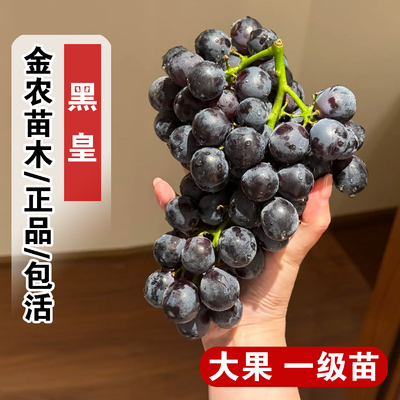 嫁接黑皇葡萄树苗3309贝达5bb砧木bk葡萄苗南方北方种植黑提树苖