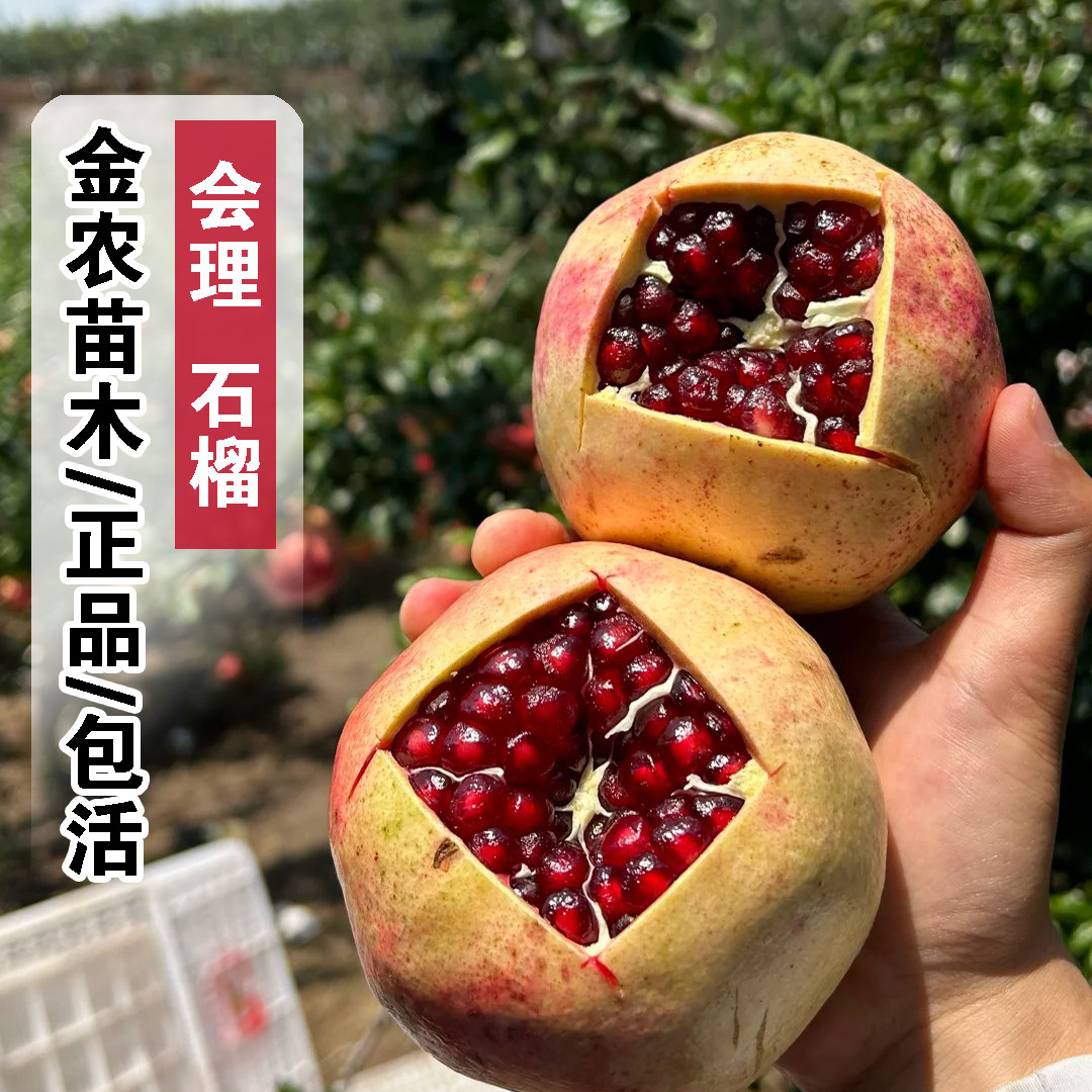 四川会理软籽石榴树苗盆栽庭院地栽特大突尼斯甜石榴苗南北方种植