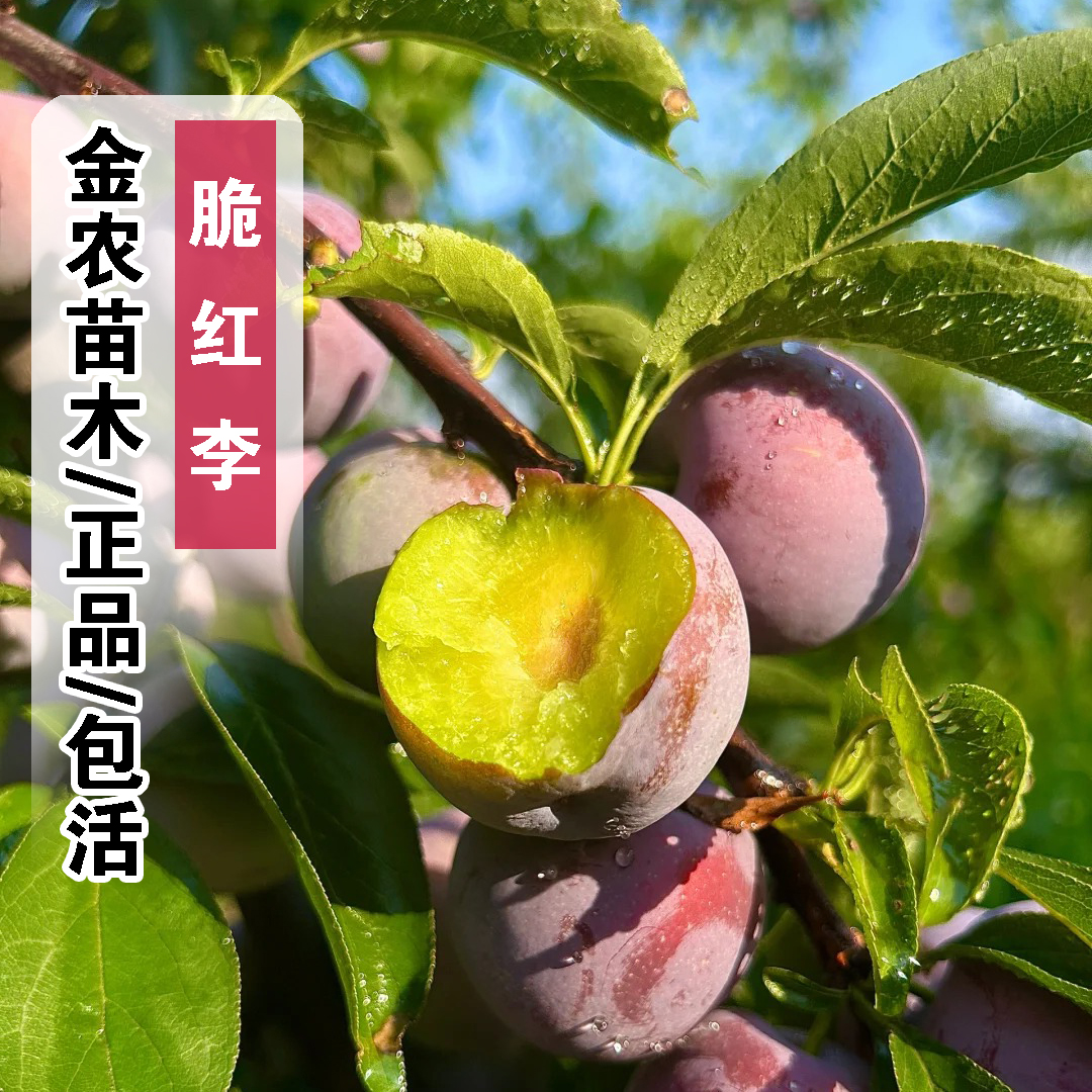 正品9月成熟包活脆红李子树苗