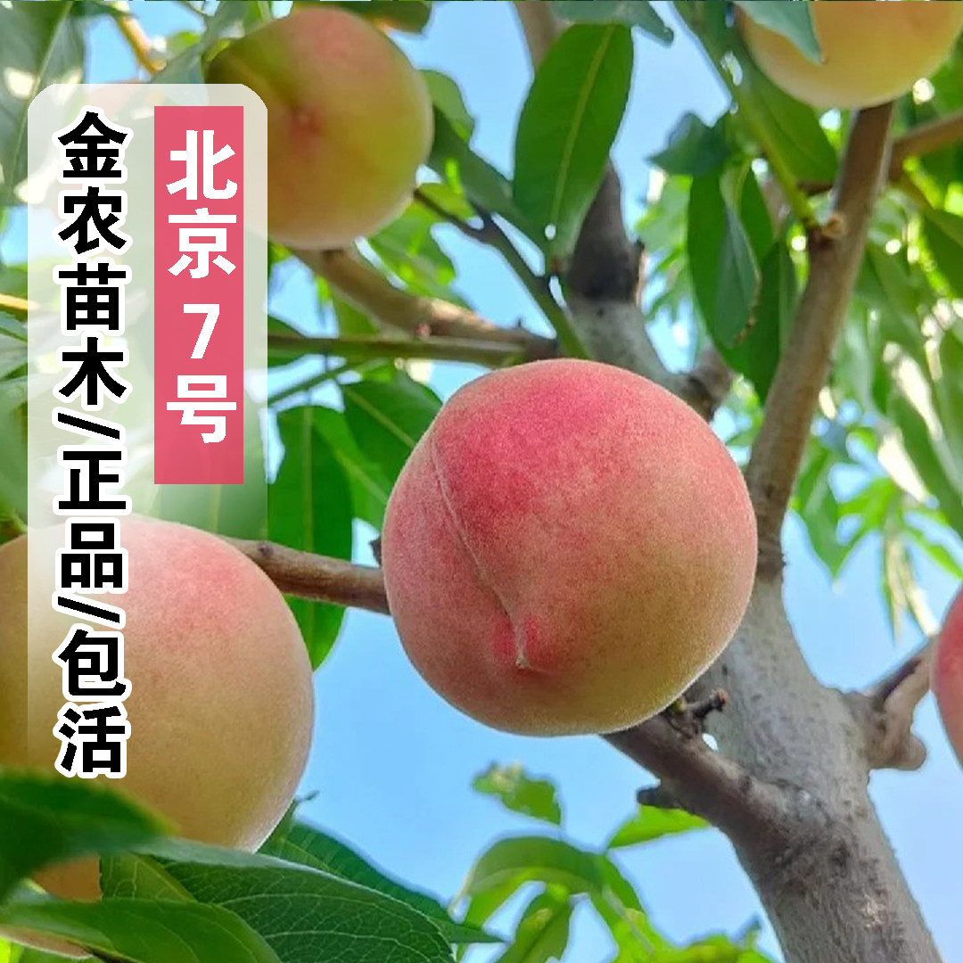 秦安离核水蜜桃树果苗嫁接北京7号桃树苗嫁接七号桃苗南北方种植