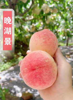 晚熟桃树果苗无锡阳山晚湖景水蜜桃树苗盆栽庭院特大甜中湖景桃苗