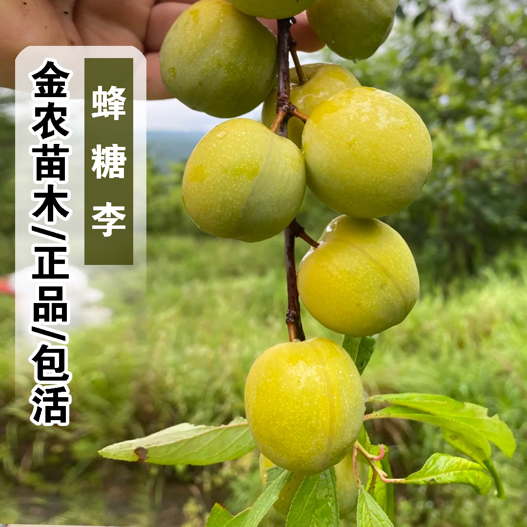 六马蜂糖李树苖脱骨青脆冰糖李子苗树苗南方北方种植地栽当年结果