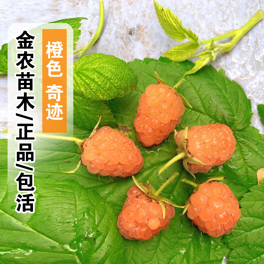 橙色奇迹树莓苗野生覆盆子金秋黄树莓果苗盆栽南北方种植当年结果