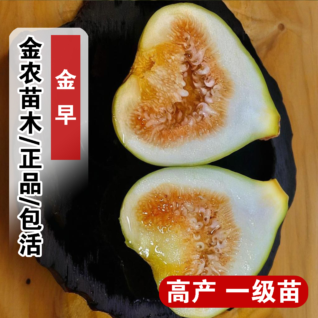 早熟金早特大无花果苗阳台盆栽地栽b1011无花果树苗南方北方种植