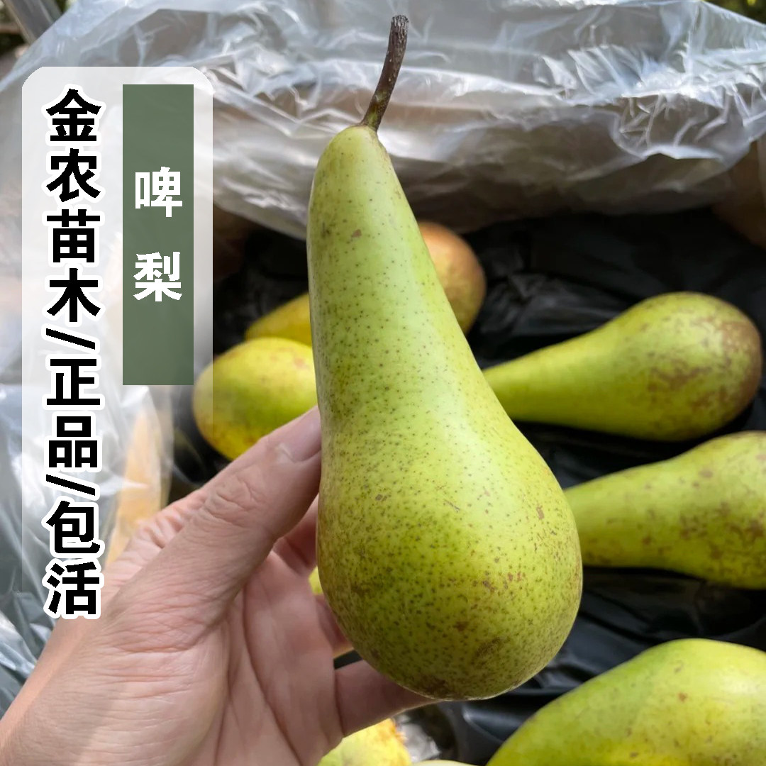 嫁接比利时啤梨树苗软糯香甜长颈西洋梨苗盆栽地栽果树苗当年结果