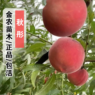 桃树果苗嫁接秋彤桃树苗9月成熟晚熟脆甜离核冬桃苗南方北方种植