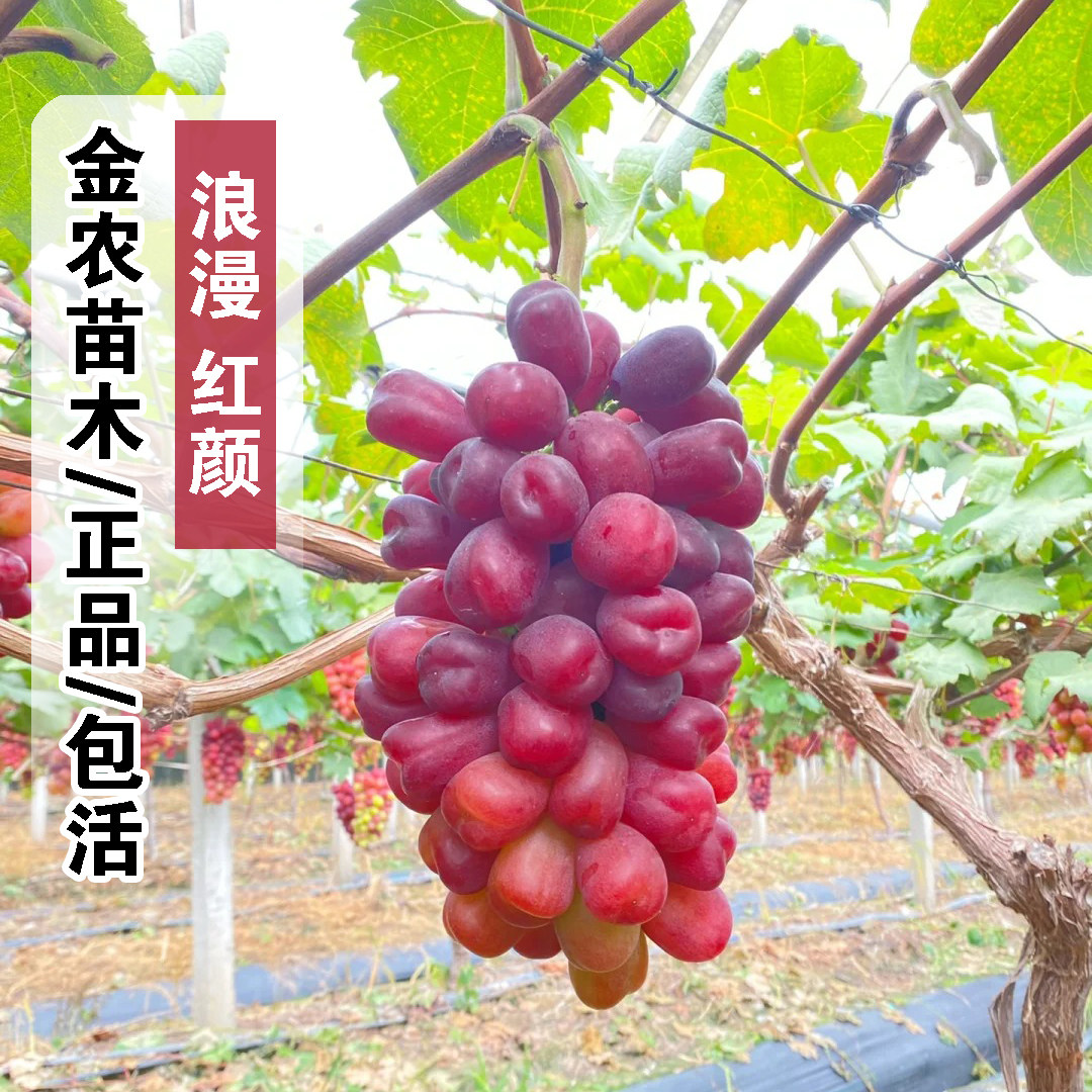 嫁接浪漫红颜葡萄苗盆栽爬藤葡萄树苗特大脆甜红提树苖南北方种植