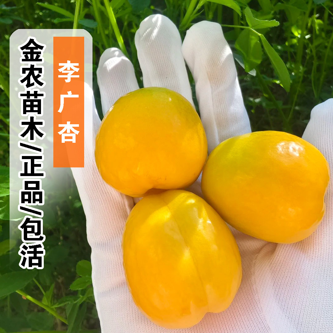 杏树苗李广杏苗嫁接杏子苗敦煌李广杏树苗李光杏当年结果地栽盆栽