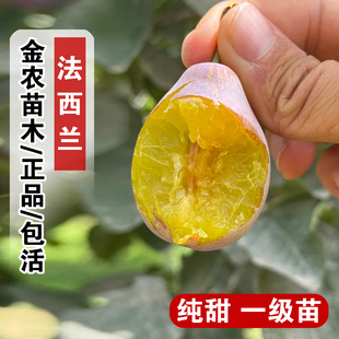 新疆法兰西西梅苗嫁接西梅树树苗盆栽庭院地栽南北方种植当年结果