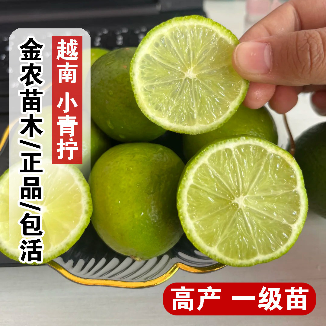 青柠檬树苗越南无籽小青柠树盆栽庭院盆景食用柠檬苗南方北方种植