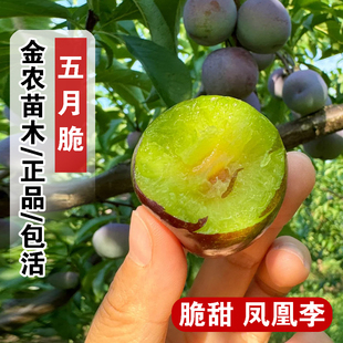 四川五月脆李子苗嫁接脆甜脱骨李树苗早熟一点红凤凰李树苖空心李