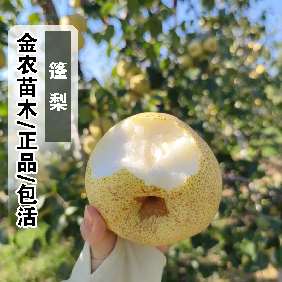 正品10月成熟包活篷梨树苗