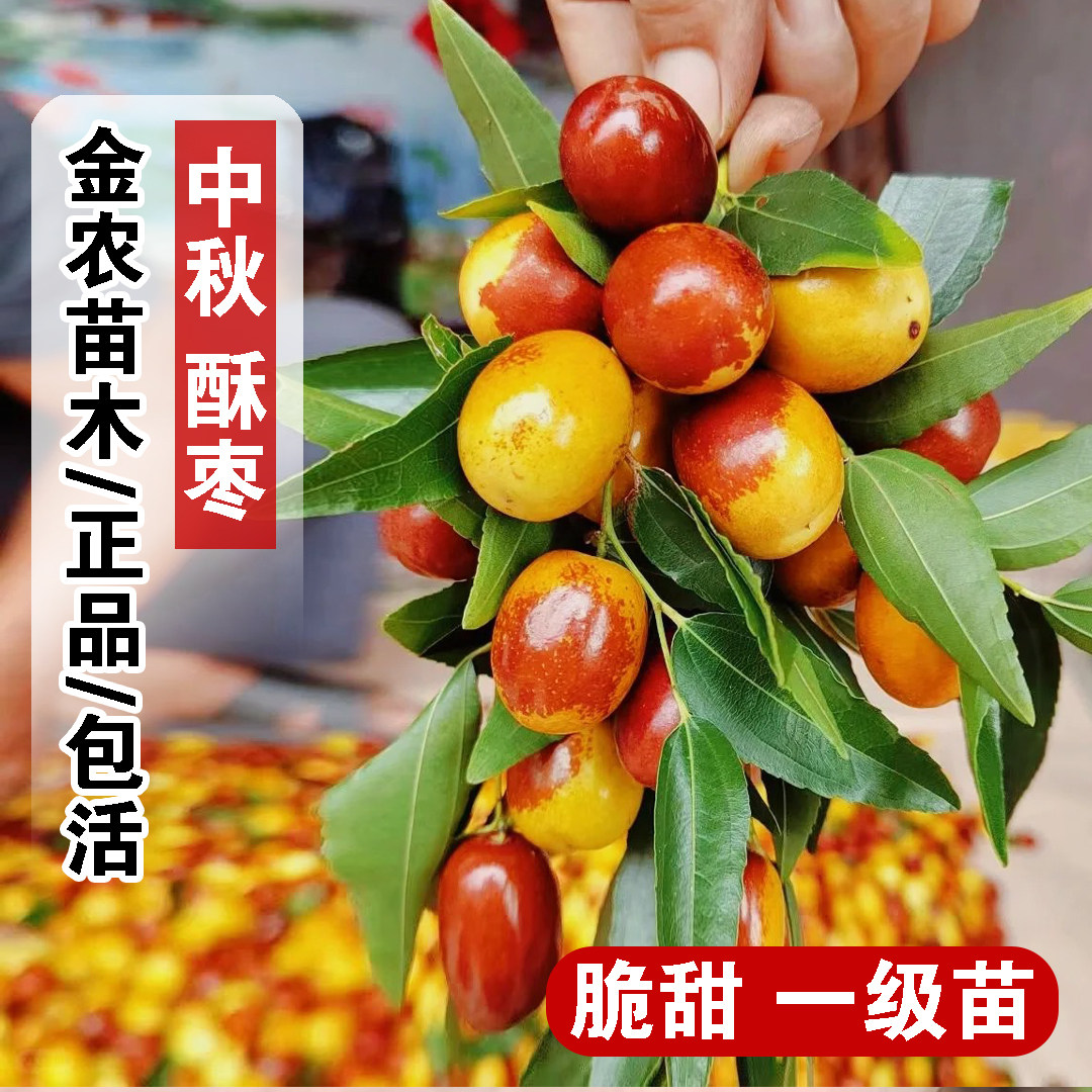 湖南祁东中秋酥脆枣树苗嫁接早熟脆甜枣树苗活苗南方北方庭院种植