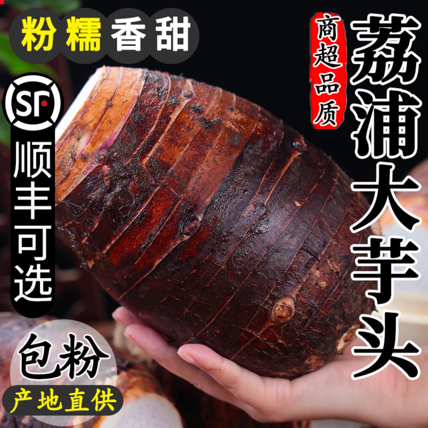 【产地直供】广西荔浦大芋头现挖
