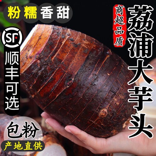 【产地直供】广西荔浦大芋头现挖