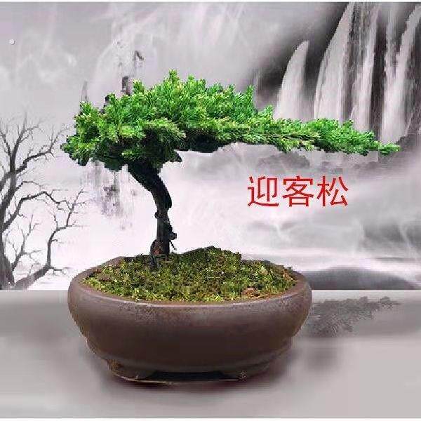 迎客松盆景真树罗汉松盆景真树四季青植物松柏盆景地柏盆景室内外
