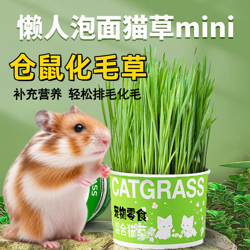 懒人泡面鼠草盆栽种子排毛化毛仓鼠零食补充营养猫草仓鼠粮食拌粮,宠物/宠物食品及用品,鼠类零食,淘宝优惠券,粉丝福利购,淘宝优惠卷