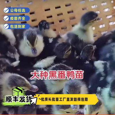 宠物鸭大种黑番鸭红脸鸭疫苗齐全