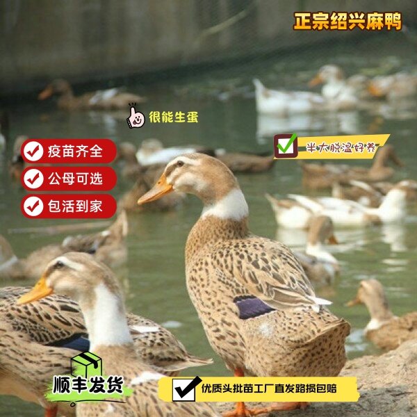 顺丰包邮正宗绍兴麻鸭半大脱温麻鸭苗疫苗齐全宠物鸭,宠物/宠物食品及用品,宠物鸭,淘宝优惠券,粉丝福利购,淘宝优惠卷