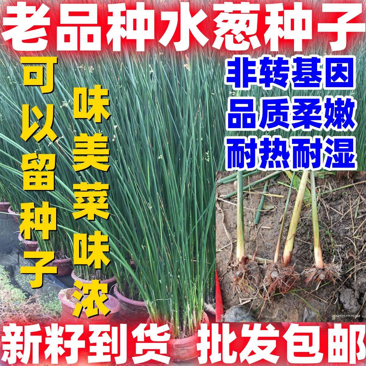 老品种水葱种子水生植物水葱草青叶水葱花叶水葱批发野生水葱苗