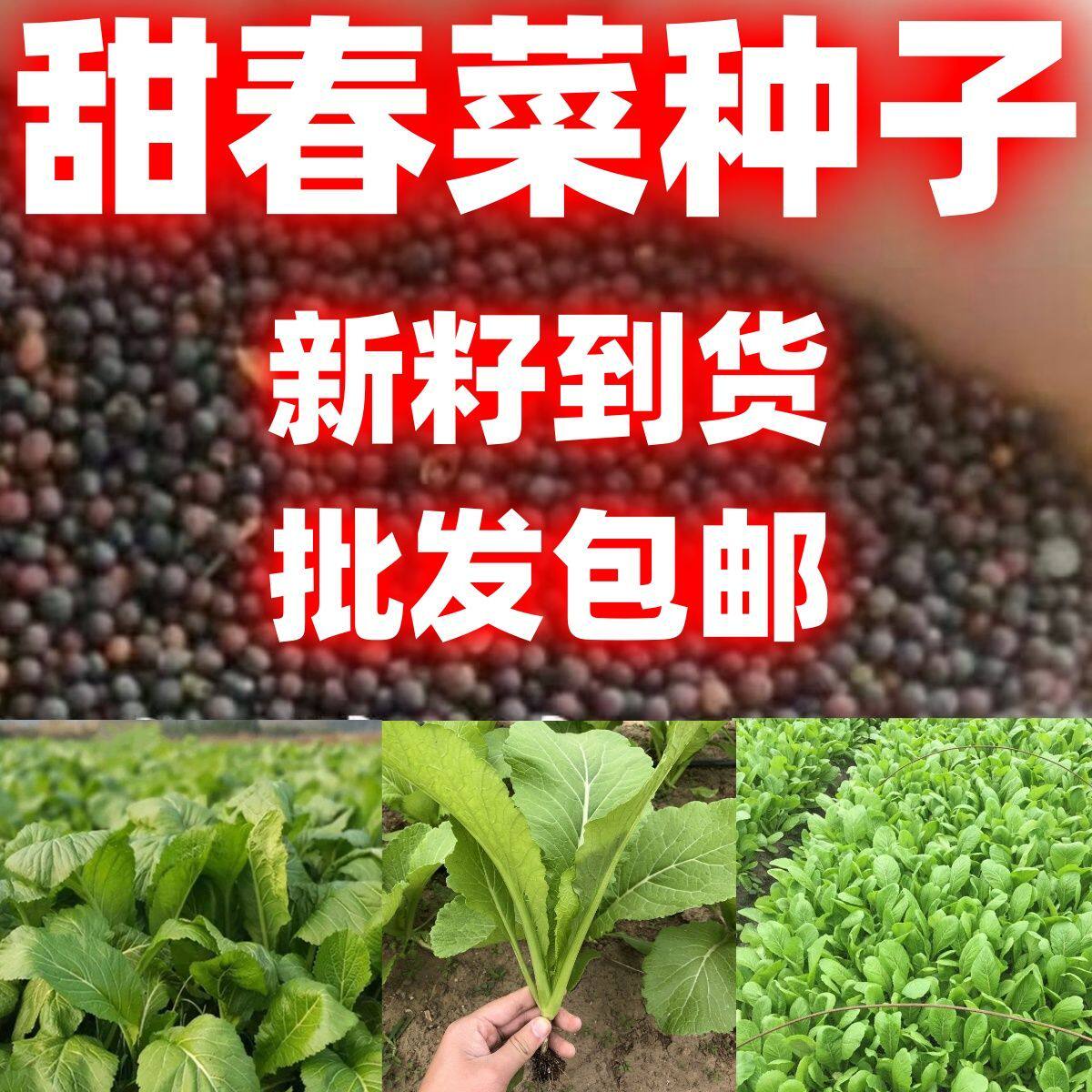 四季春菜种子批发包邮脆甜春菜种子蔬菜种孑四季无筋甜春菜盆栽