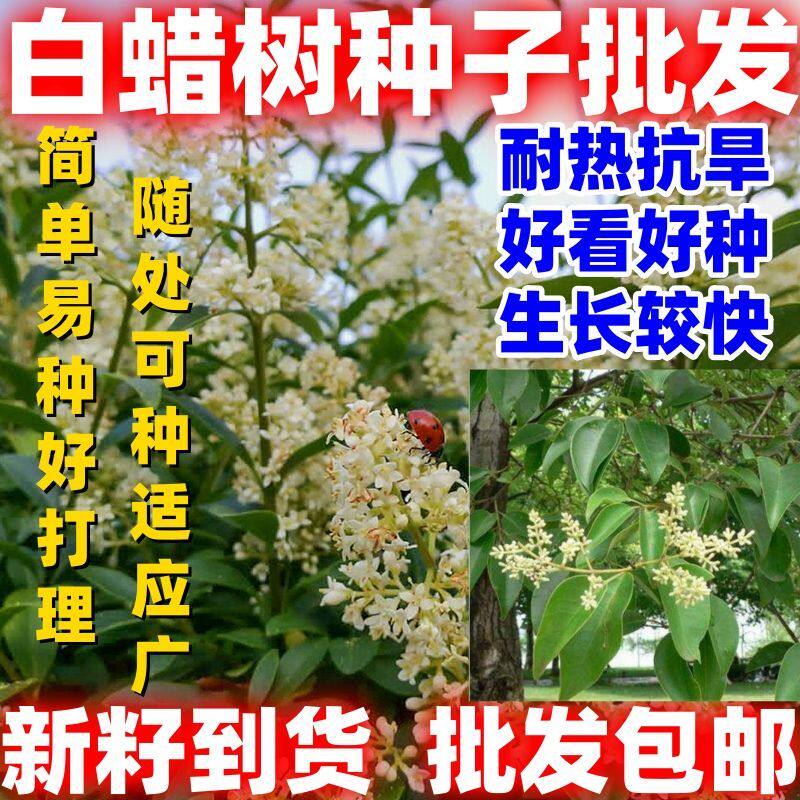 批发白蜡种子林木种籽别名青榔木白荆树四季可播易种好打理易种植
