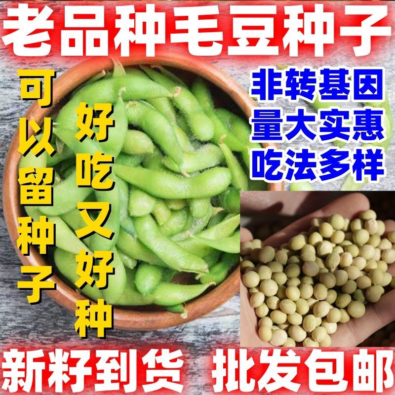 老品种毛豆种子农家老品种黄豆种籽青豆大豆蔬菜种孑批发包邮图片