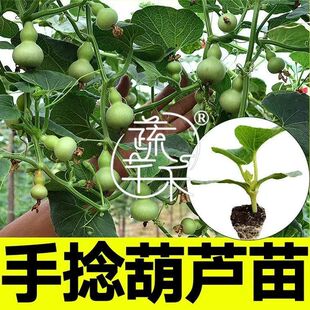 把玩小葫芦秧苗 正宗老品种性状稳定 结瓜量大 基地直发新鲜壮苗