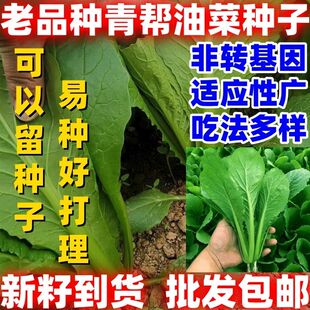 老品种青帮油菜种子耐热抗旱好吃青帮油菜种籽庭院盆栽生长较快