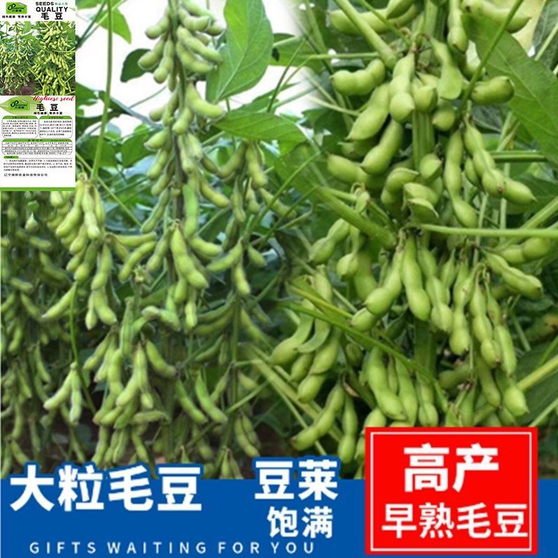 特早王45天毛豆种子早熟矮杆菜用大豆黄豆菜种子农村批发蔬菜种子图片