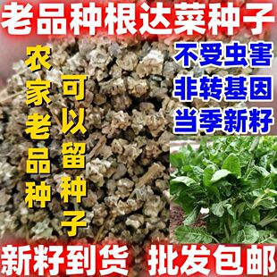 老品种根达菜种子绿叶牛皮菜君达菜种籽四季播多年生根达菜易种