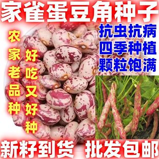 四季无筋家雀蛋小油豆种子鼓新鲜耐寒豆嘎嘎嘎面豆种子无筋豆种子