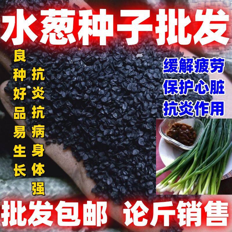 水葱种子水生植物水葱草野生水葱苗青叶水葱花叶水葱批发包邮