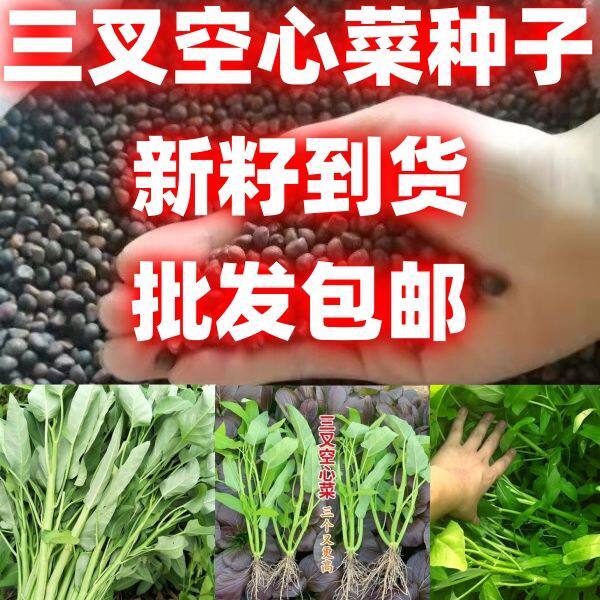 三叉空心菜种子三叉空心菜种籽批发包邮论斤卖阳台盆栽蔬菜种籽