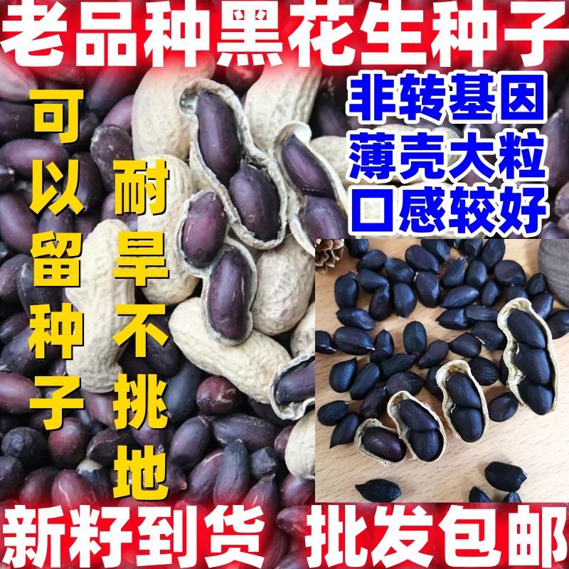 老品种带壳黑花生种子散装批发论斤卖田园种植黑花生种子图片