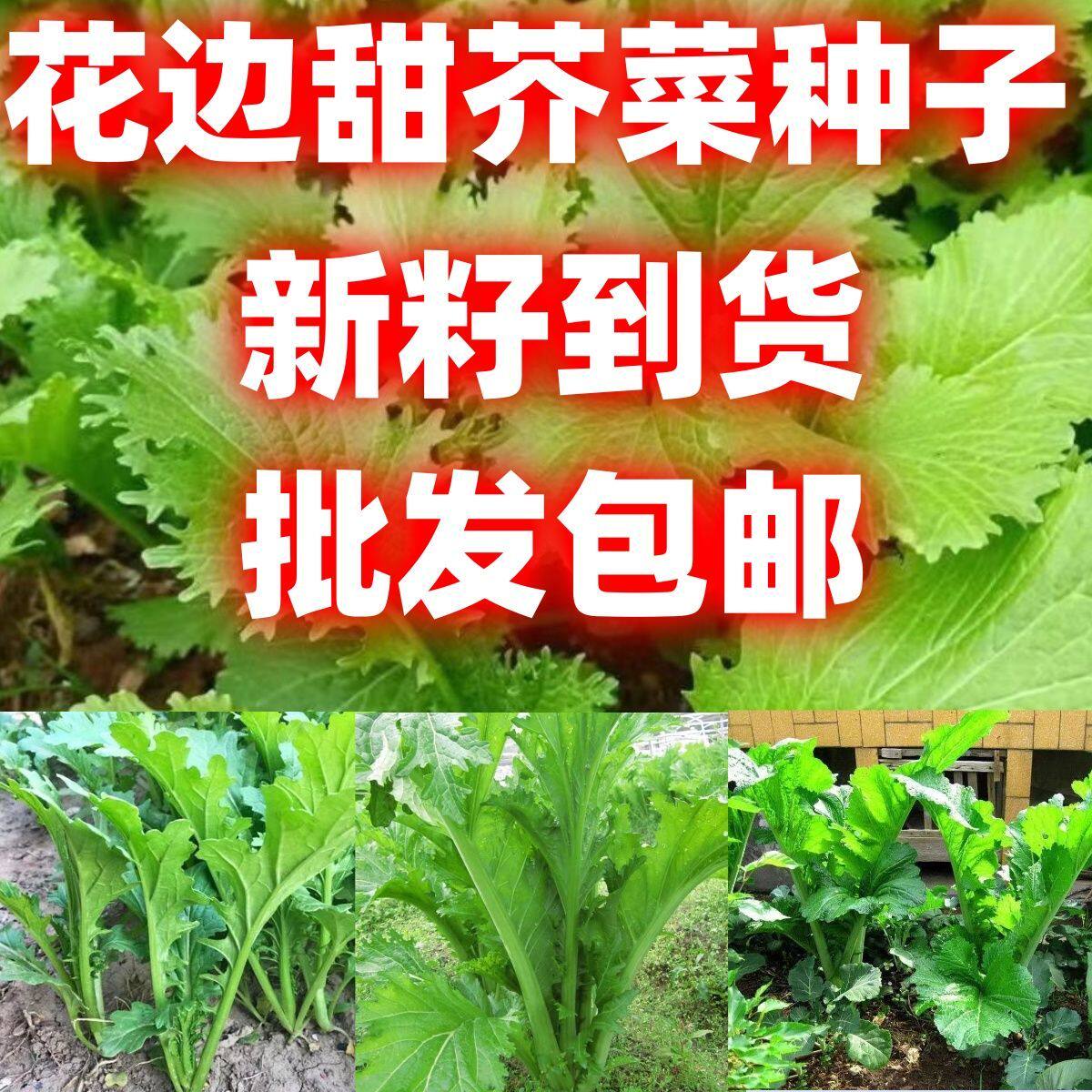 花边甜芥菜种子耐寒秋播花叶甜芥菜大田庭院种植蔬菜种子批发包邮