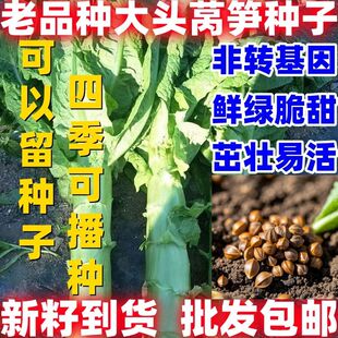 老品种大头莴笋种籽好吃多汁批发包邮莴笋莴苣鸡腿莴笋耐寒四季