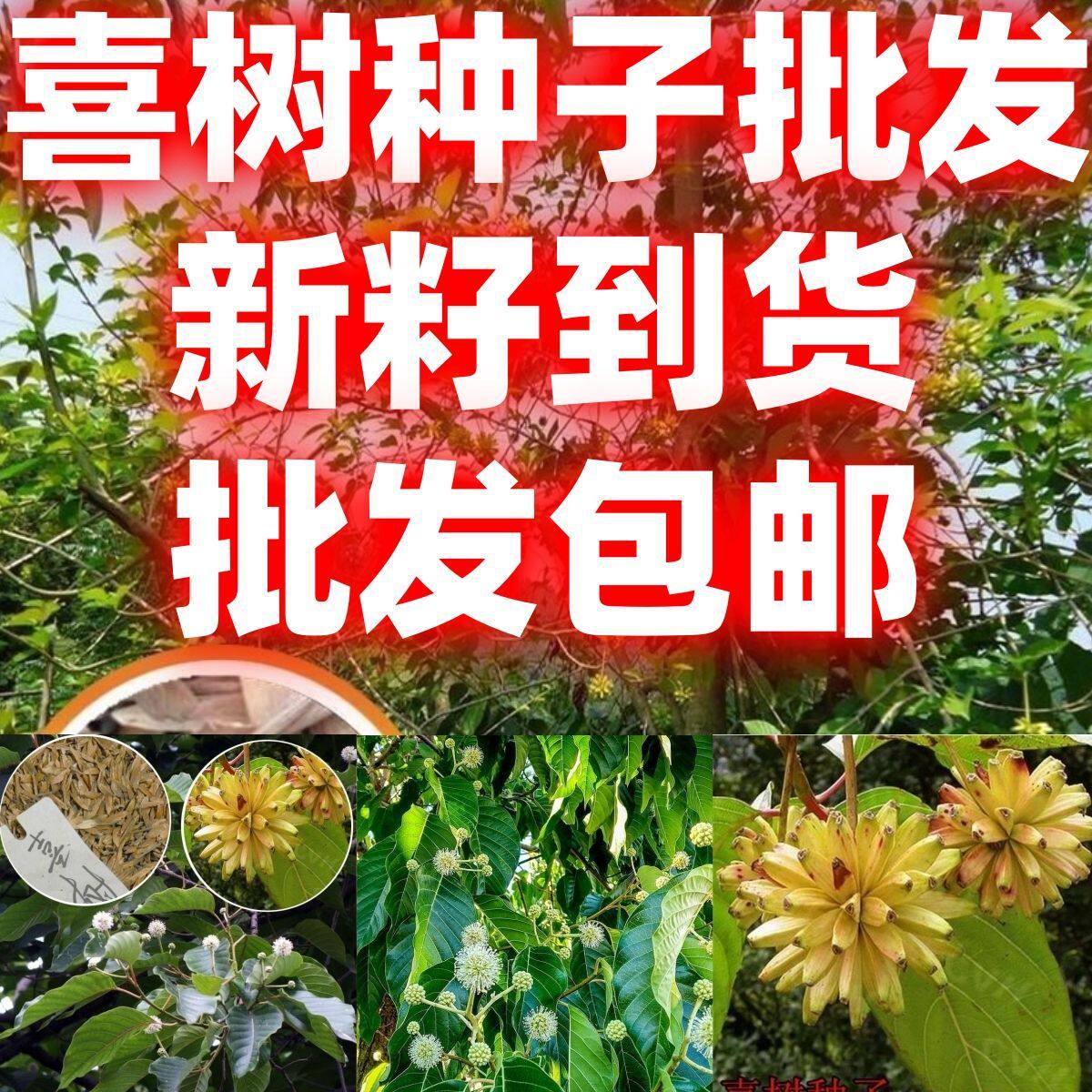 当季新籽喜树种子林木种子旱莲子千张树绿化行道林木苗木树种子