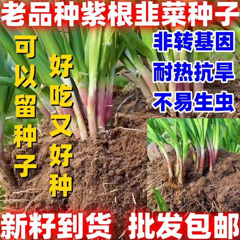 老品种韭菜种子老品种小细叶韭菜籽本地紫根红根韭菜批发包邮