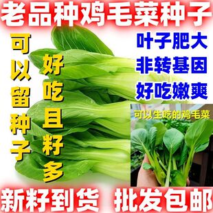 老品种鸡毛菜种子鸡毛菜蔬菜种子大全青梗菜盆栽速生小白耐热抗旱