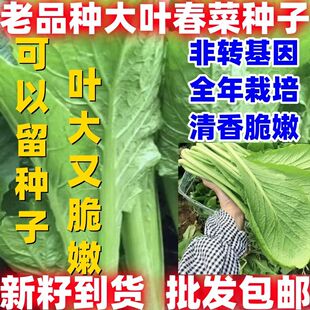 老品种大叶春菜种子老品种春芥菜种子菜籽春菜种籽盆栽蔬菜种孑