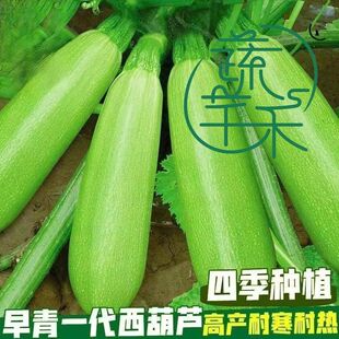 早生西葫芦种苗 挂果稠密不早衰 带原土发货 新手轻松栽种