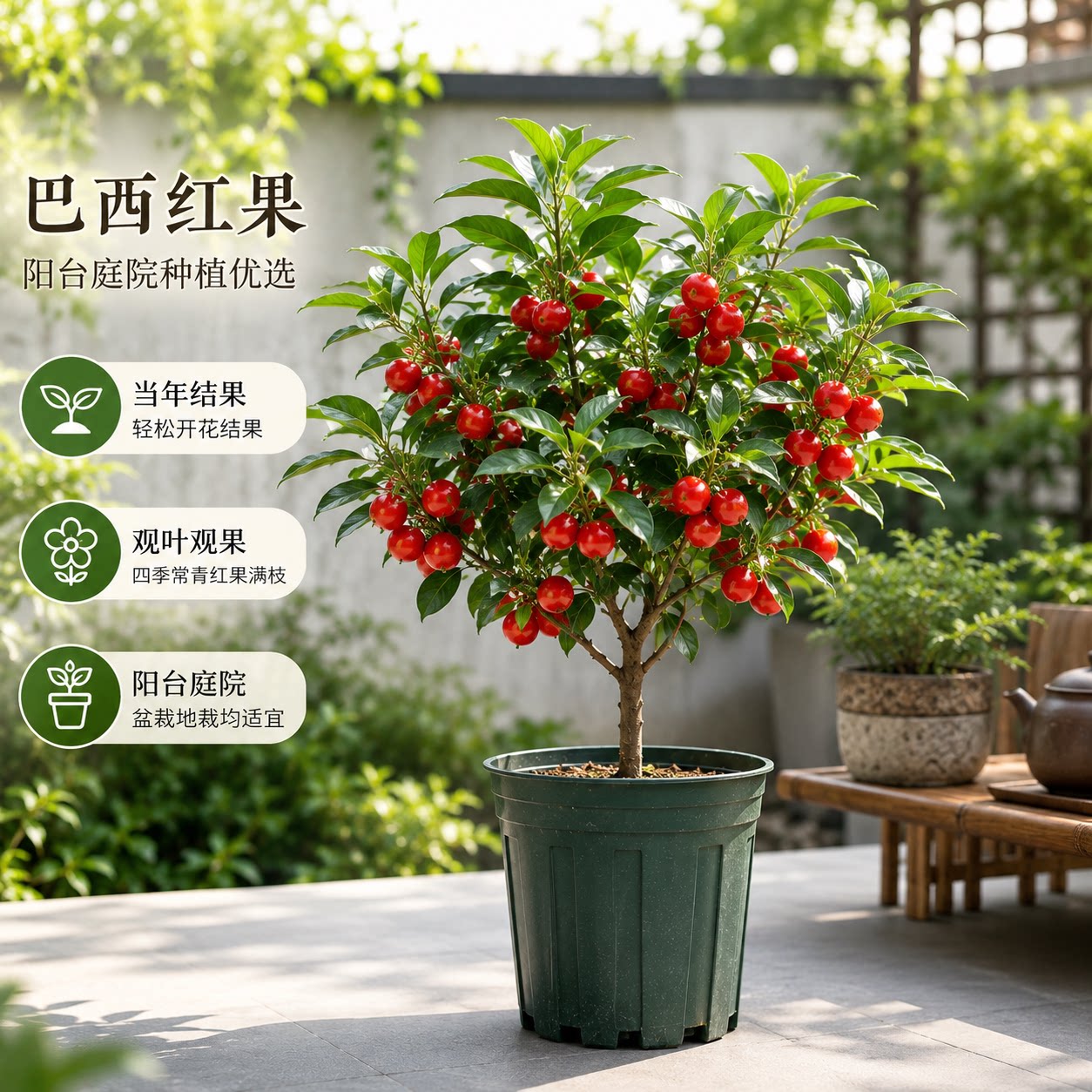 巴西红果盆景苗当年结果好养