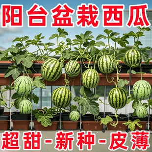超甜麒麟蜜罐薄皮小西瓜种无籽小西瓜四季种植阳台庭院盆栽水果种