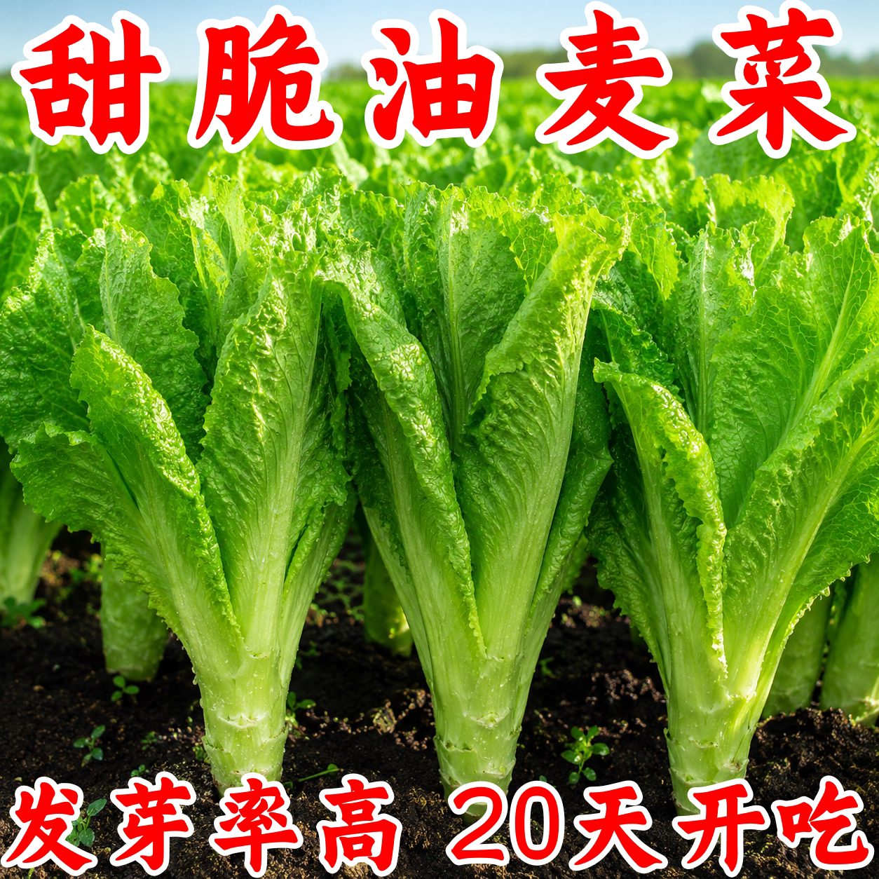 甜脆清香无斑油麦菜种子四季播