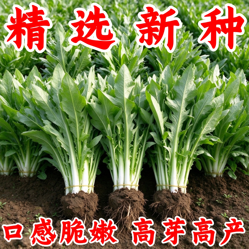四季甜麦菜苦麻菜种子阳台