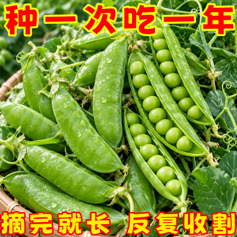 甜脆荷兰豆种子秋冬播高产耐寒