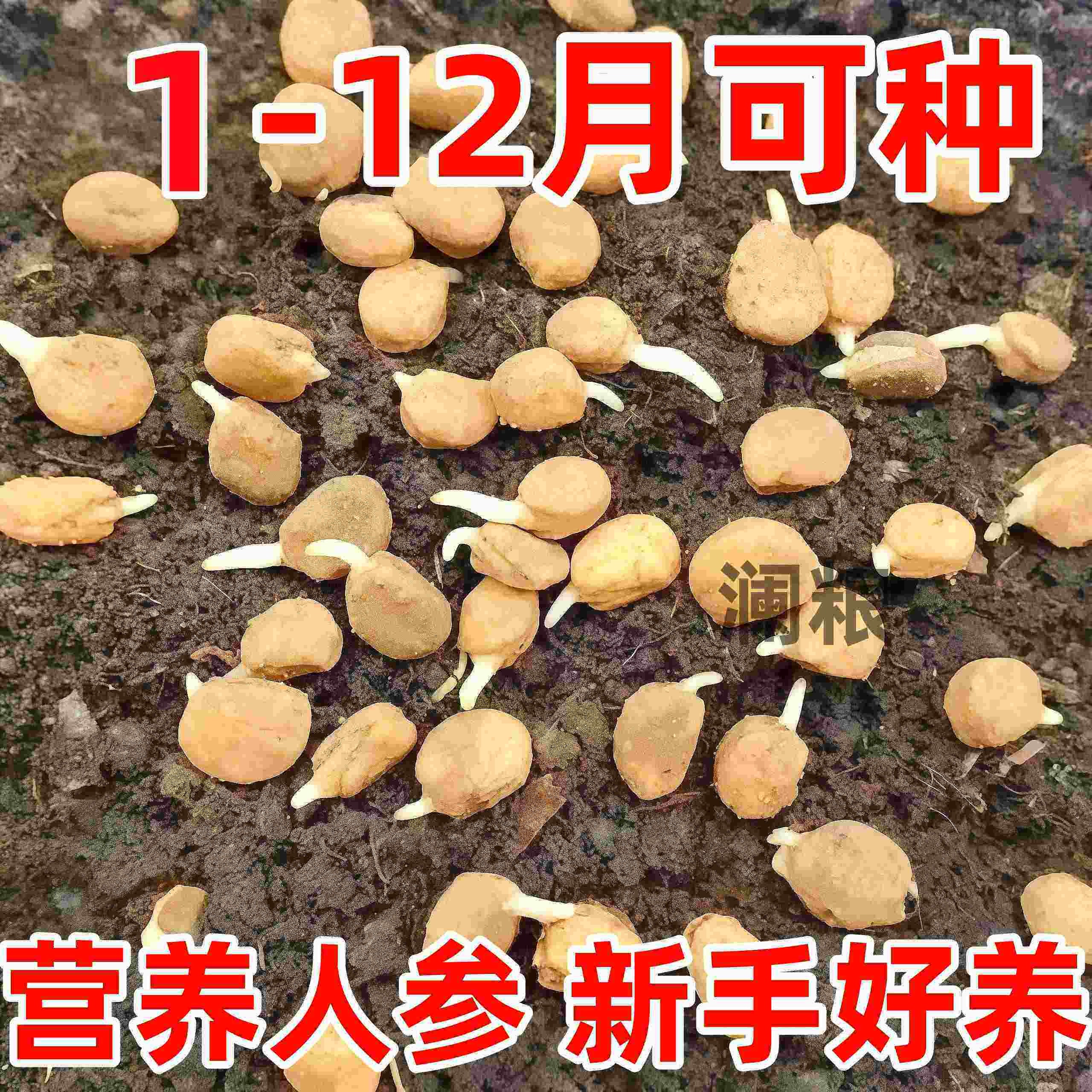 长白山人参种子野生四季种植东北西洋参种子籽盆栽室内外草本耐寒